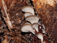Pleurotus australis