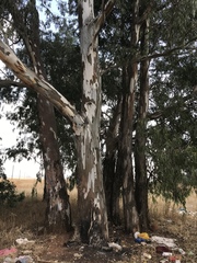 Eucalyptus camaldulensis