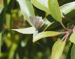 Celastrina echo