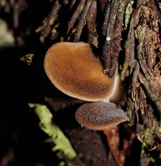Pleurotus australis