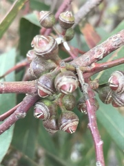 Eucalyptus camaldulensis