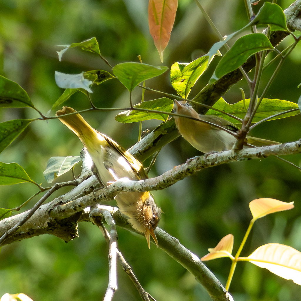 Buff-cheeked Greenlet