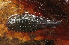 Glossiphonia complanata