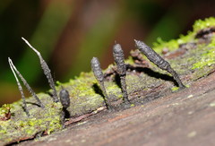 Xylaria apiculata