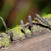 Xylaria apiculata - Photo (c) Reiner Richter, some rights reserved (CC BY-NC-SA), uploaded by Reiner Richter