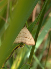 Macrochilo litophora
