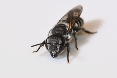 Megachile exilis