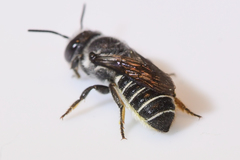 Megachile exilis