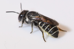 Megachile exilis