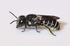 Megachile exilis