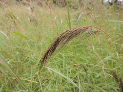 Sorghastrum