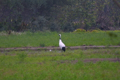 Grus japonensis