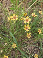 Linum hudsonioides