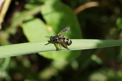 Temnostoma bombylans