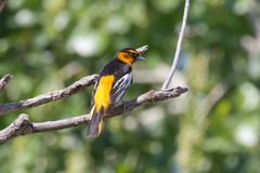 Icterus bullockii × galbula