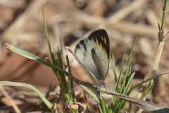 Colotis antevippe gavisa