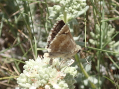 Muschampia proto