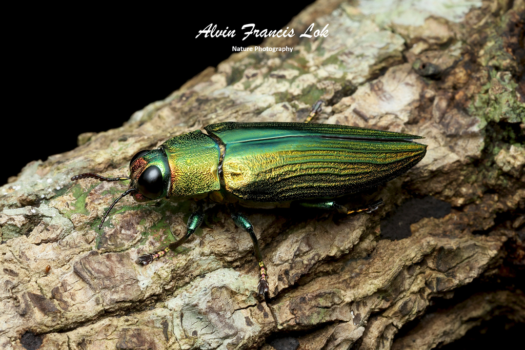 Chrysochroa purpureiventris