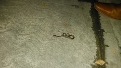 Leptodeira splendida splendida