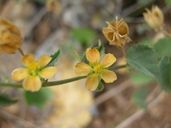 Abutilon parvulum