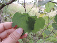 Adenia gummifera