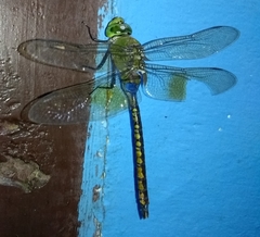 Anax indicus