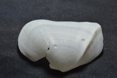 Leporimetis ephippium