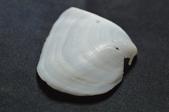 Leporimetis ephippium