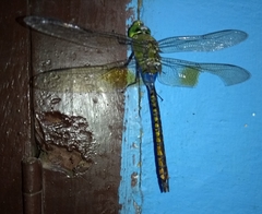 Anax indicus