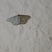 Idaea