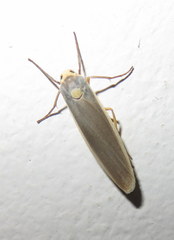 Sozusa scutellata