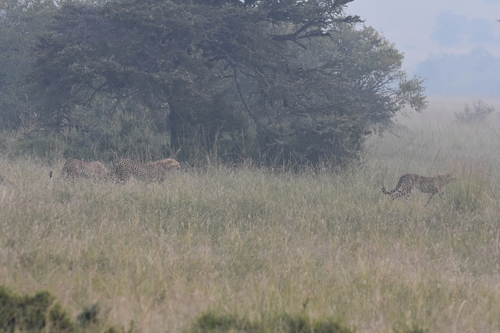Cheetah