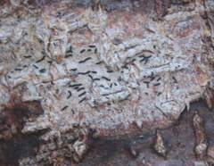 Opegrapha
