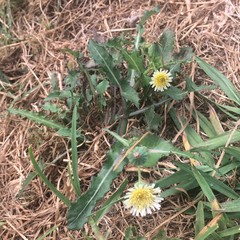 Asteraceae