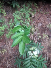 Zanthoxylum armatum