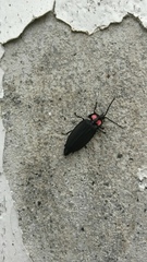 Pyractonema
