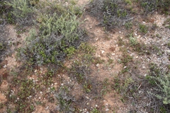 Crassula ericoides ericoides