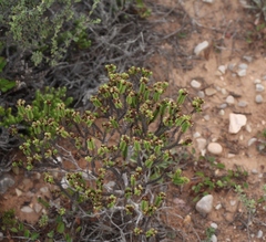 Crassula ericoides ericoides