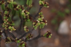 Crassula ericoides ericoides