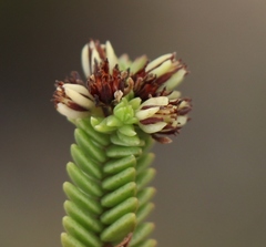 Crassula ericoides ericoides