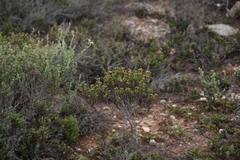 Crassula ericoides ericoides