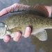 Smallmouth × Spotted Bass - Photo (c) Calvin McDowell, some rights reserved (CC BY-NC), uploaded by Calvin McDowell