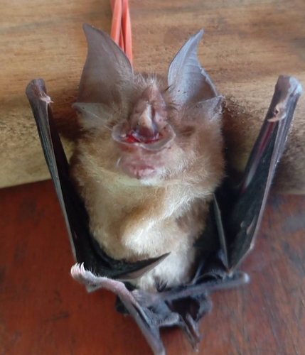 Shamel's Horseshoe Bat