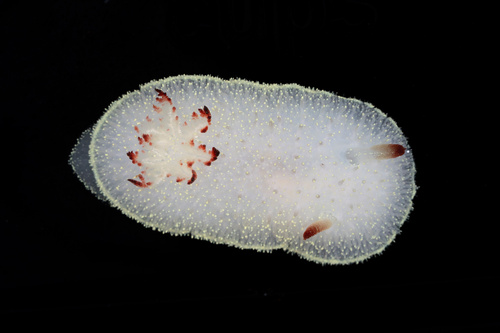 Acanthodoris nanaimoensis O'Donoghue, 1921