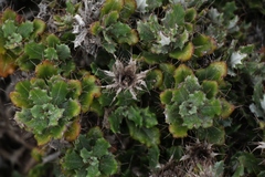 Berkheya coriacea