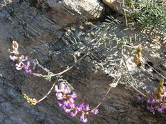 Astragalus arizonicus