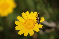 Oedemera simplex