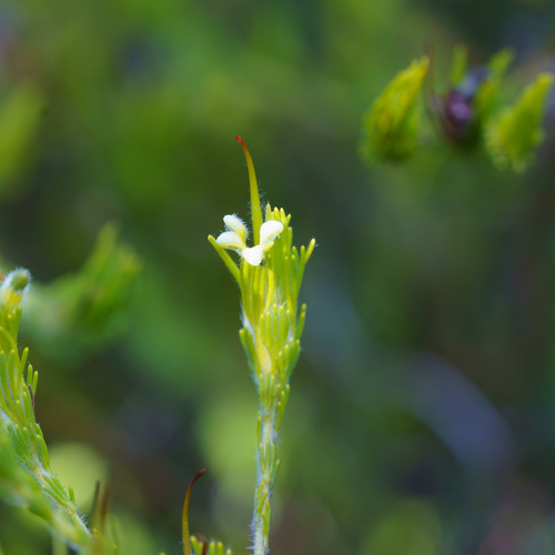 Adenanthos terminalis (Adenanthos terminalis)