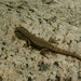 Lygodactylus pictus - Photo (c) John Sullivan, osa oikeuksista pidätetään (CC BY-NC), lähettänyt John Sullivan