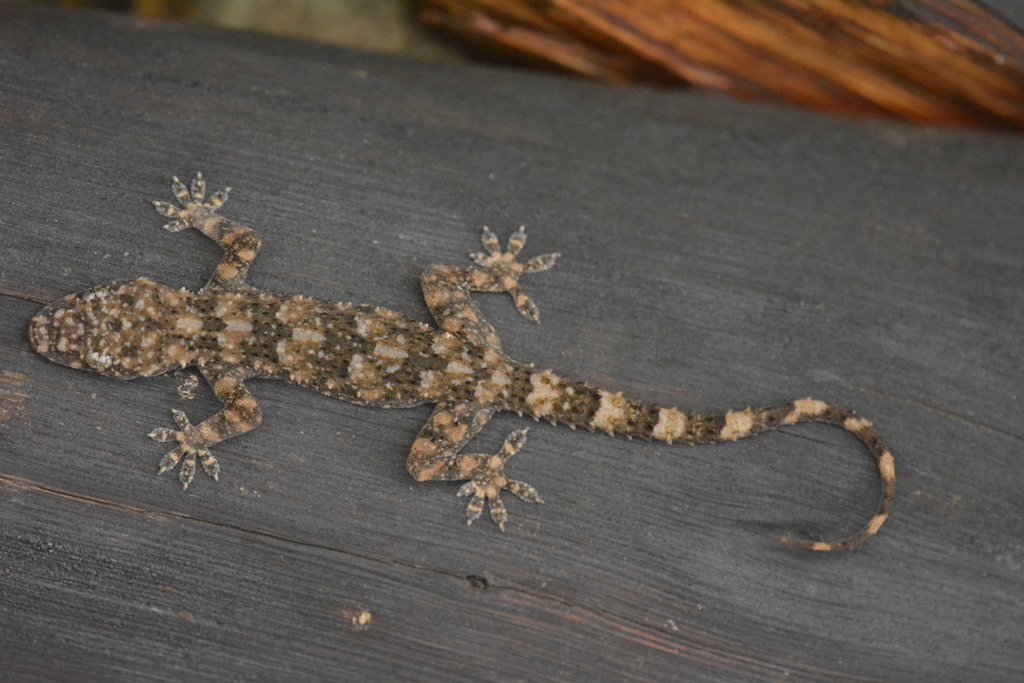 Tasman's Leaf-Toed Gecko